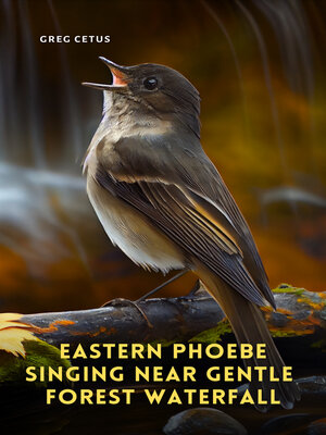 cover image of Eastern Phoebe Singing Near Gentle Forest Waterfall
